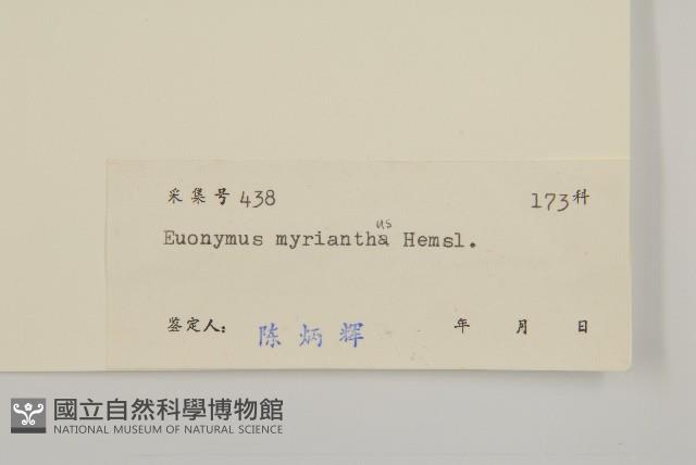 大果衛矛藏品圖，第3張