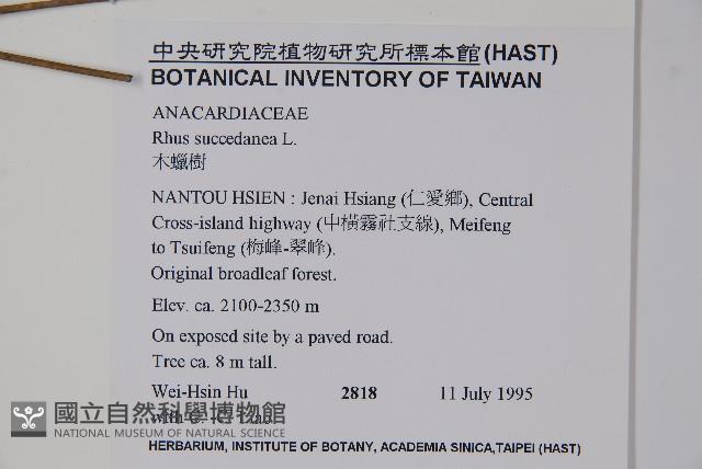 木蠟樹、山漆藏品圖，第2張