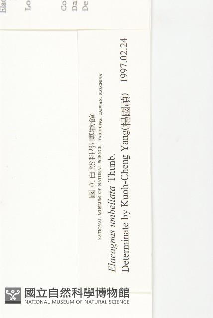 小葉胡頹子藏品圖，第3張