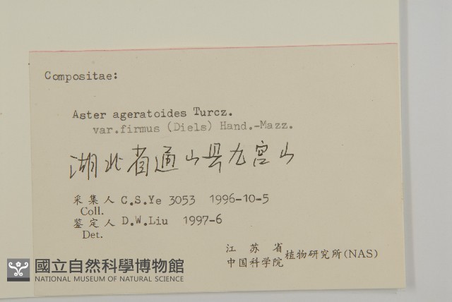 堅葉紫菀藏品圖，第3張