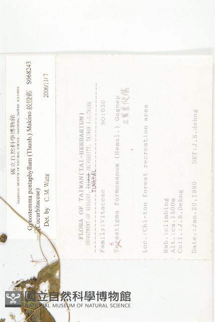 絞股藍藏品圖，第2張