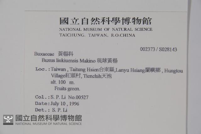 琉球黃楊藏品圖，第2張