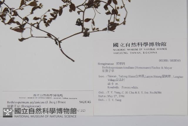 細纍子草藏品圖，第2張