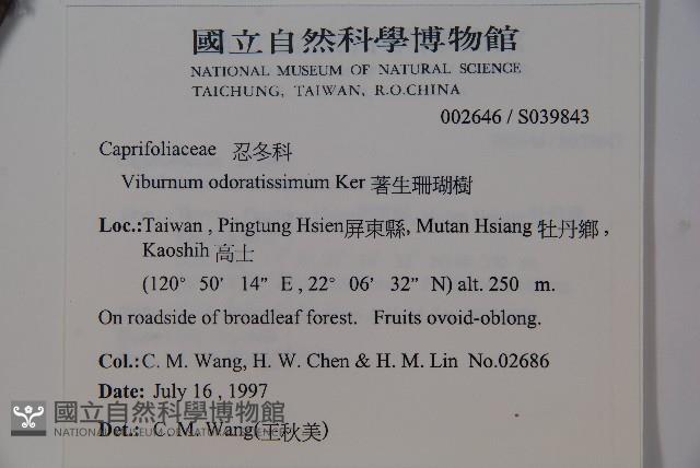 珊瑚樹藏品圖，第2張