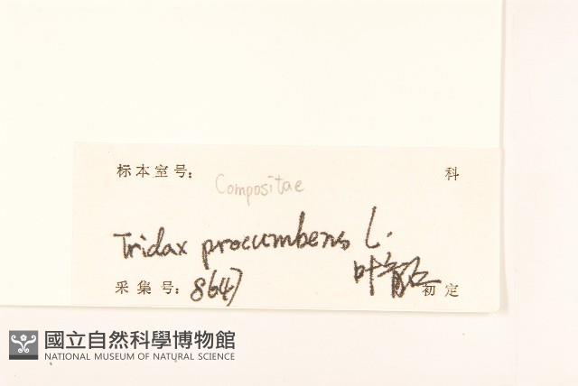 長柄菊藏品圖，第3張