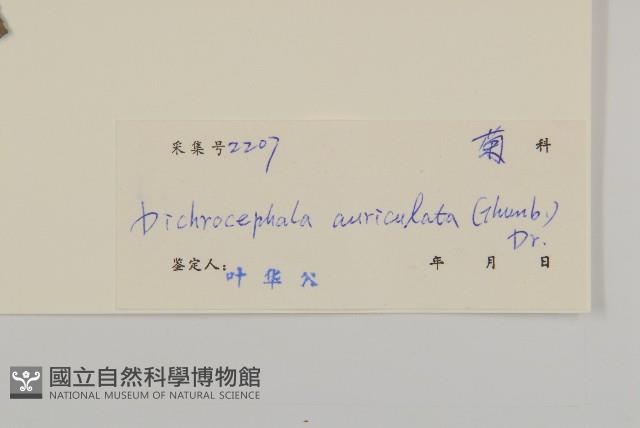 魚眼菊藏品圖，第3張