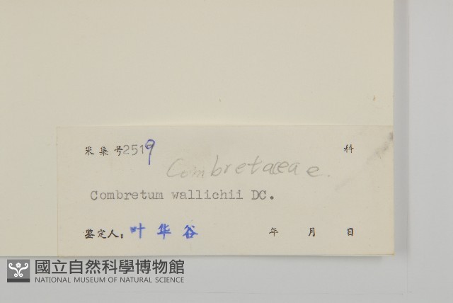 石風車子藏品圖，第3張