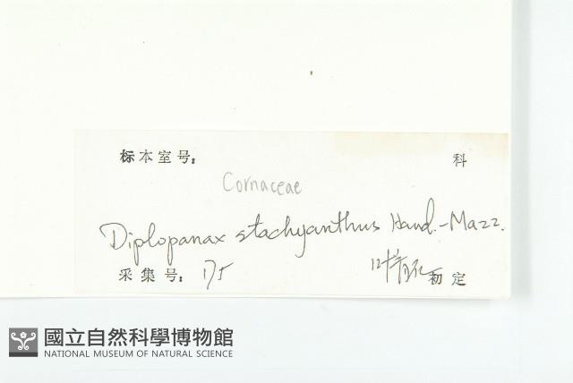 馬蹄參藏品圖，第3張