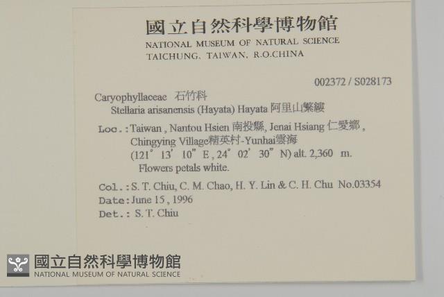 阿里山繁縷藏品圖，第2張