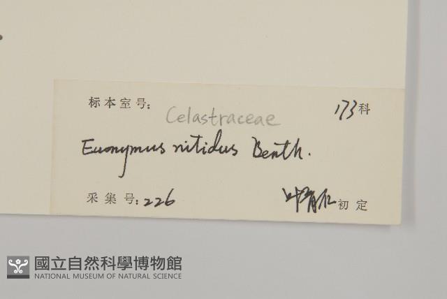 亮葉衛矛、中華衛矛藏品圖，第3張