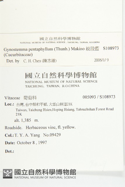 絞股藍藏品圖，第5張