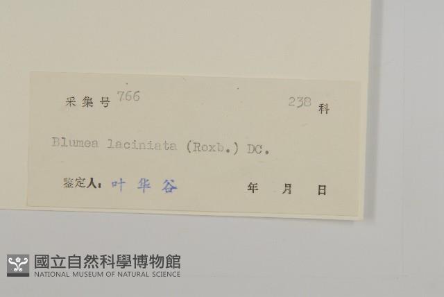 裂葉艾納香藏品圖，第3張