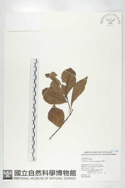 菱葉柿藏品圖，第3張