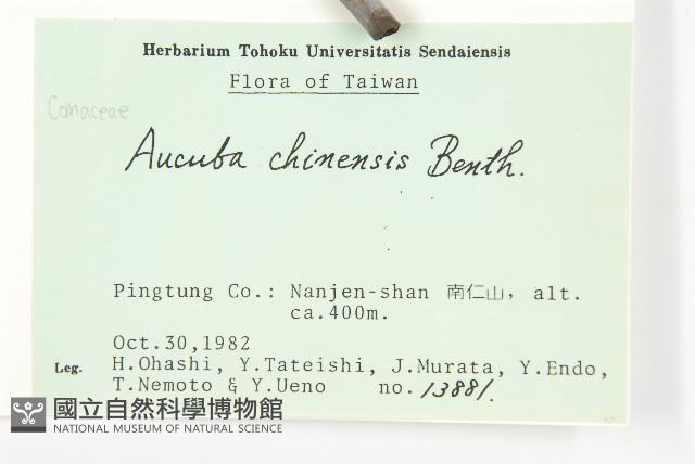 桃葉珊瑚藏品圖，第2張