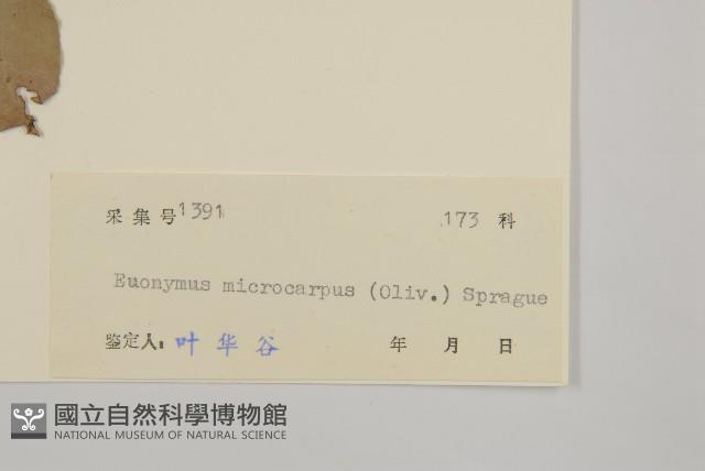 小果衛矛藏品圖，第3張