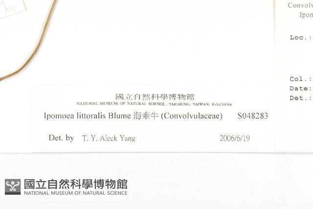 海牽牛藏品圖，第3張