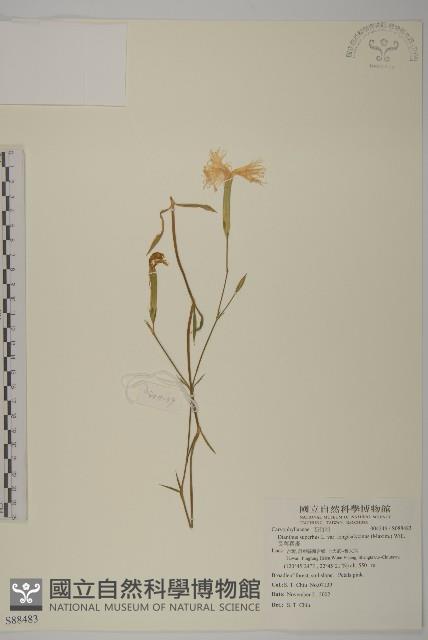 薄葉牛皮消藏品圖，第3張