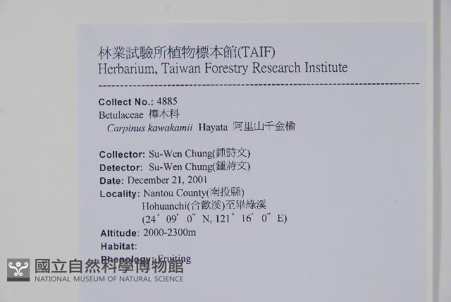 阿里山千金榆藏品圖，第2張