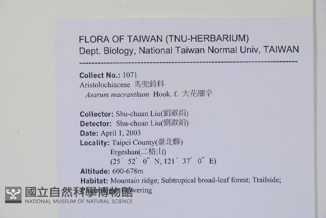 大花細辛、馬蹄香藏品圖，第2張