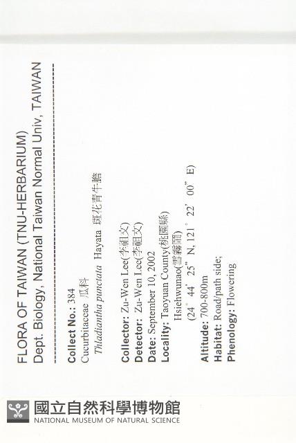 斑花青牛膽藏品圖，第2張