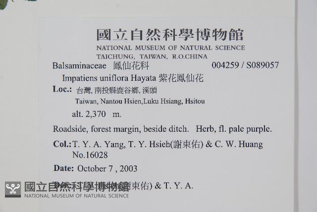 紫花鳳仙花藏品圖，第2張