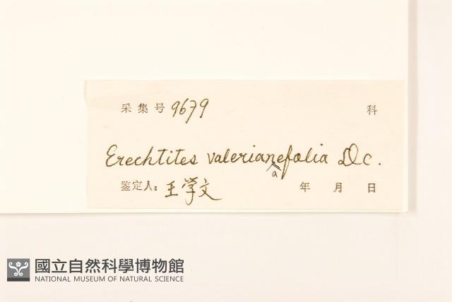 飛機草藏品圖，第3張