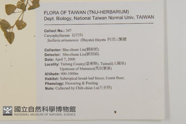 阿里山繁縷藏品圖，第2張