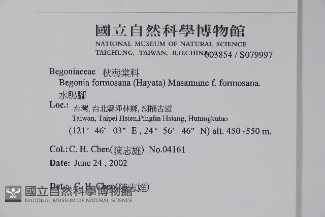 水鴨腳藏品圖，第2張