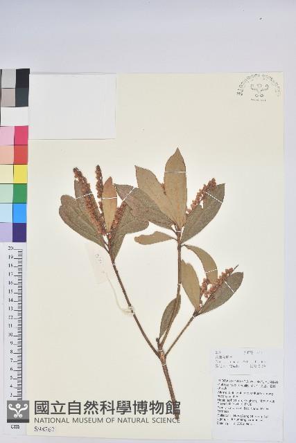 美麗馬醉木藏品圖，第3張