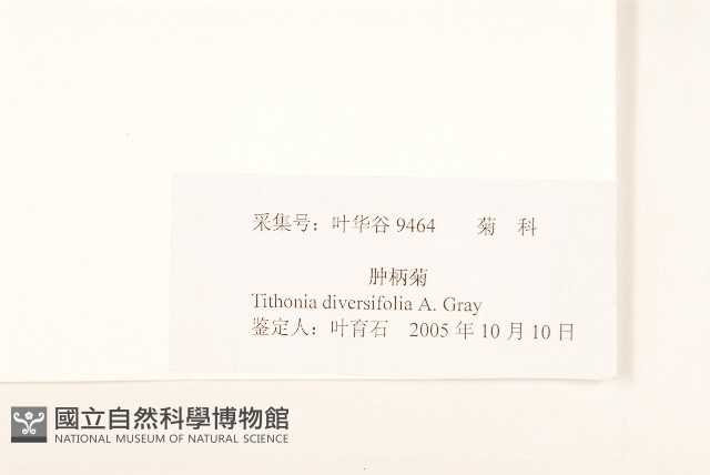王爺葵、五瓜金英藏品圖，第3張