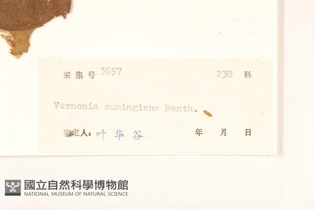 細脈斑鳩菊、毒根斑鳩菊藏品圖，第3張