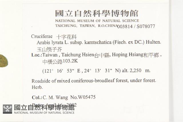 玉山筷子芥藏品圖，第2張