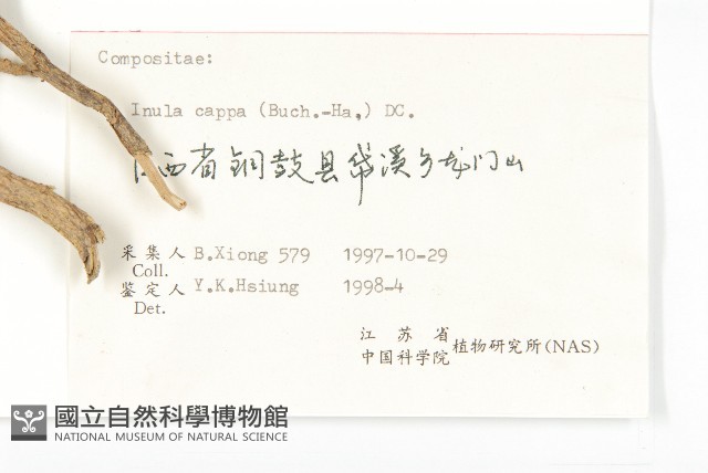 羊耳菊藏品圖，第3張