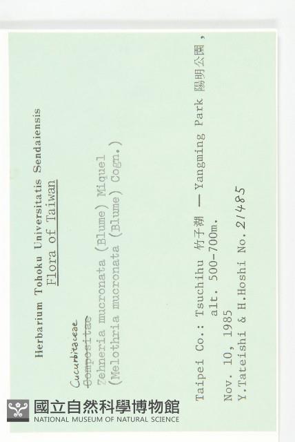 黑果馬交兒藏品圖，第2張