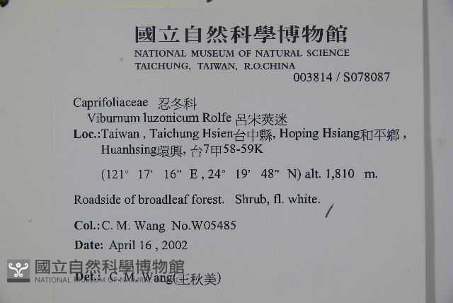 呂宋莢迷藏品圖，第2張