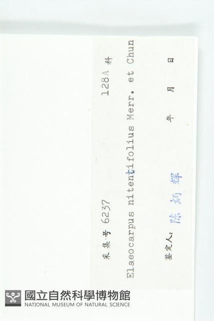 亮葉杜英藏品圖，第3張