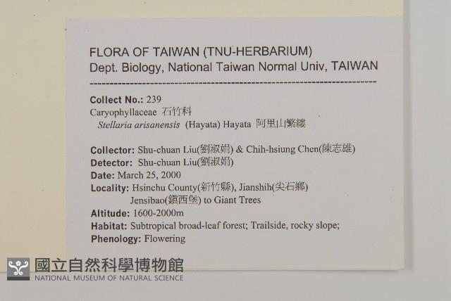 阿里山繁縷藏品圖，第2張