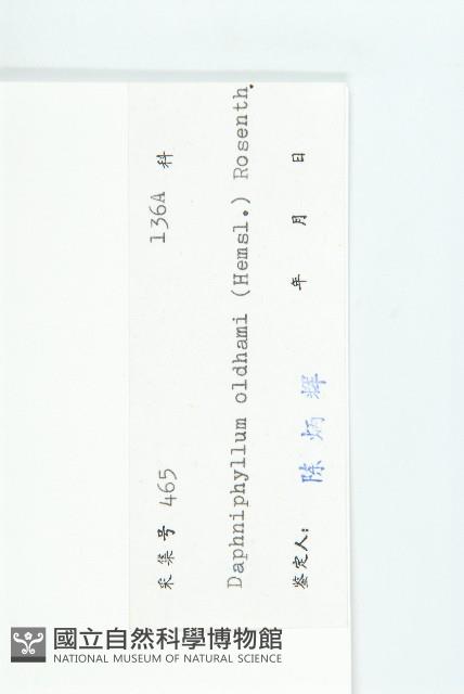 俄氏虎皮楠、蘭嶼虎皮楠、虎皮楠藏品圖，第3張