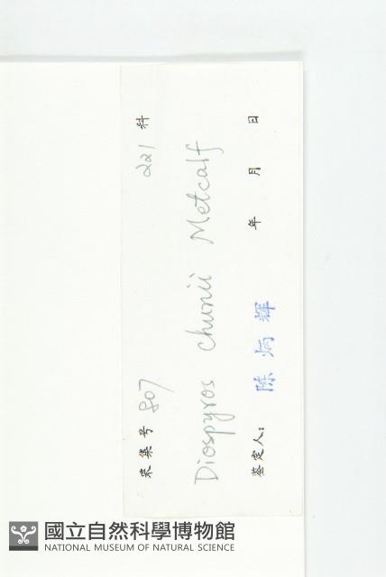 崖柿藏品圖，第3張