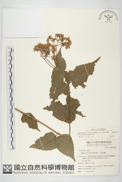 田代氏澤蘭藏品圖，第3張