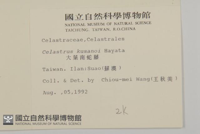 大葉南蛇藤藏品圖，第2張