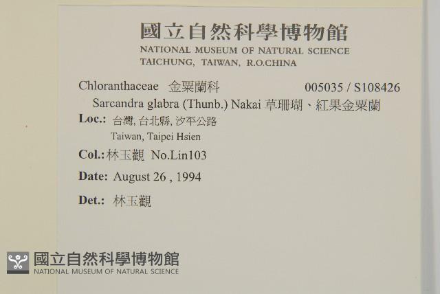 草珊瑚、紅果金粟蘭藏品圖，第2張