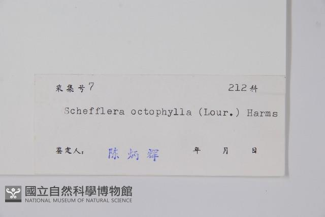 鵝掌柴、江某、鴨腳樹藏品圖，第2張