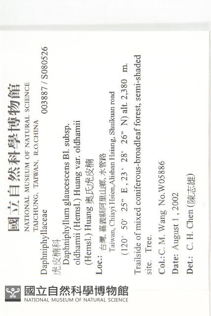 奧氏虎皮楠藏品圖，第2張