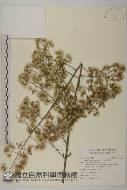 走馬胎藏品圖，第3張