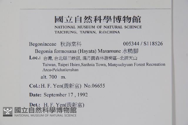 水鴨腳藏品圖，第2張