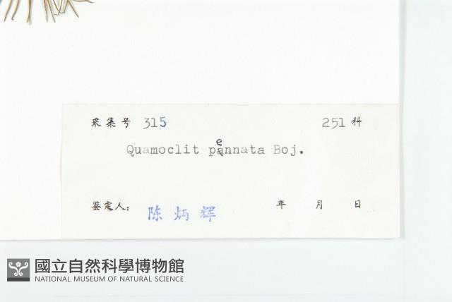 蔦蘿藏品圖，第3張