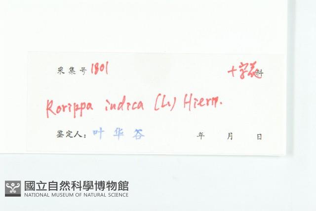 葶藶藏品圖，第3張