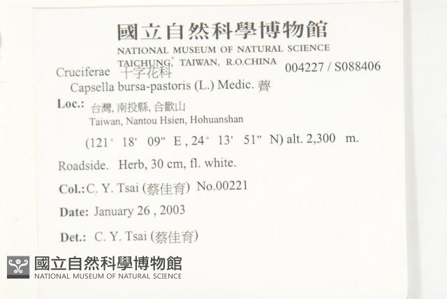 薺藏品圖，第5張