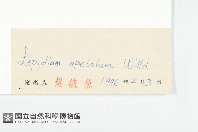 腺獨行菜藏品圖，第3張